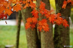 雨の紅葉　