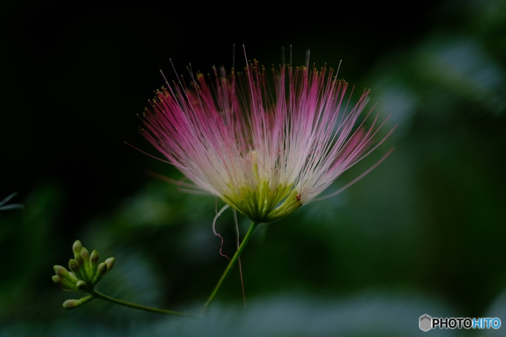 ネムノキの花