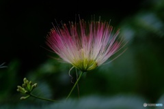 ネムノキの花
