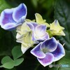 紫陽花