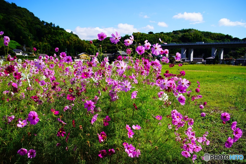 花 10　Lomography