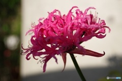 玄関先の花 ダイヤモンドリリー