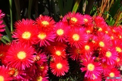 真っ赤な花