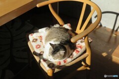 日向ぼっこ