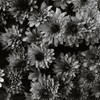 モノクローム　菊