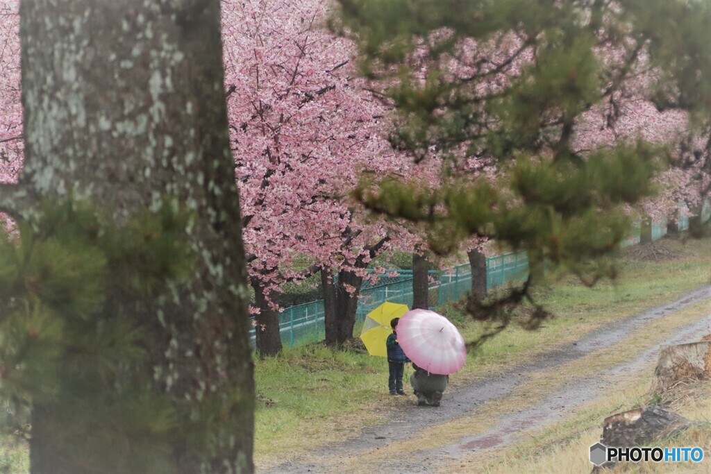 雨の美和桜　2