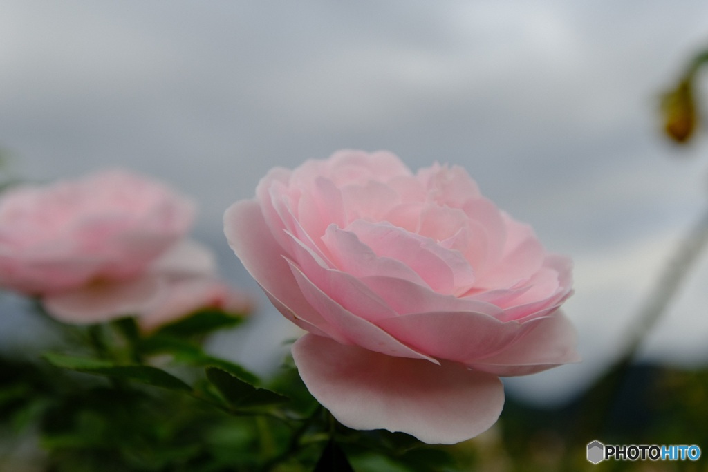 薄いピンクの薔薇