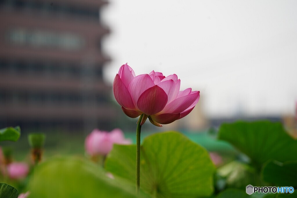 蓮 ③