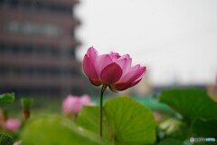 蓮 ③