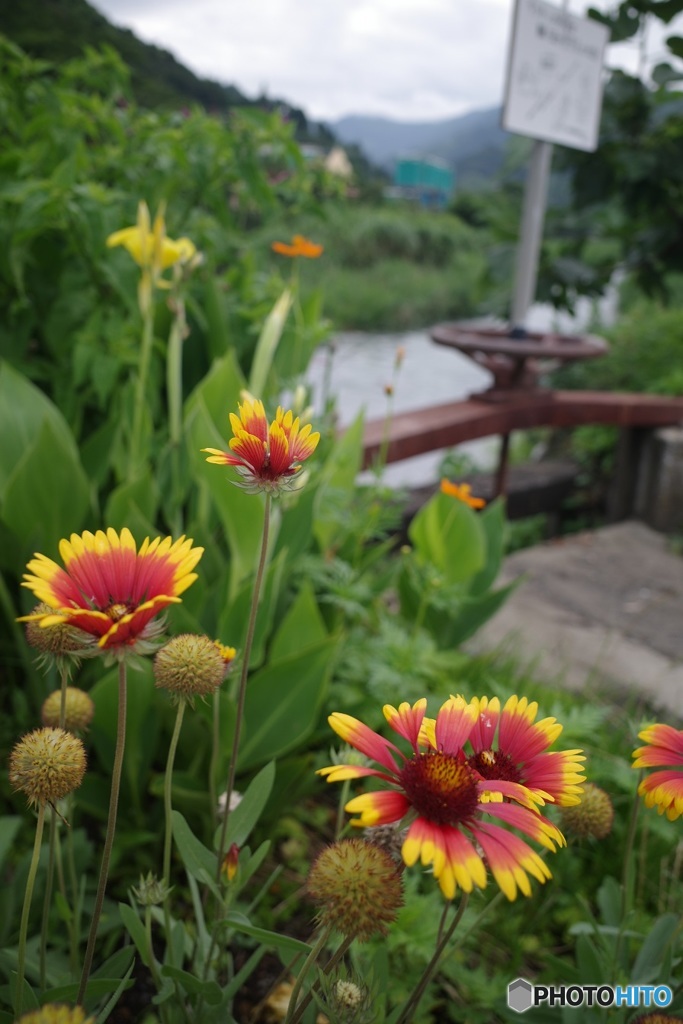 かわべの花 ２