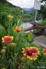 かわべの花 ２