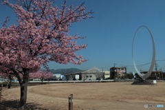富士山　６　　早咲きの桜