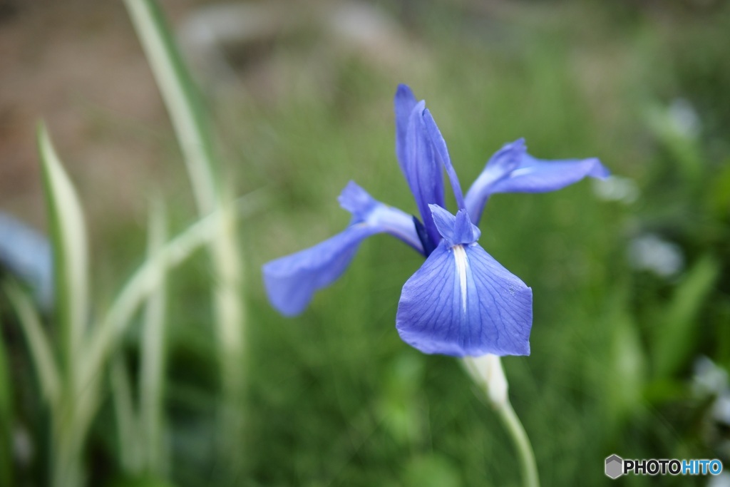 菖蒲
