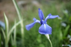 菖蒲