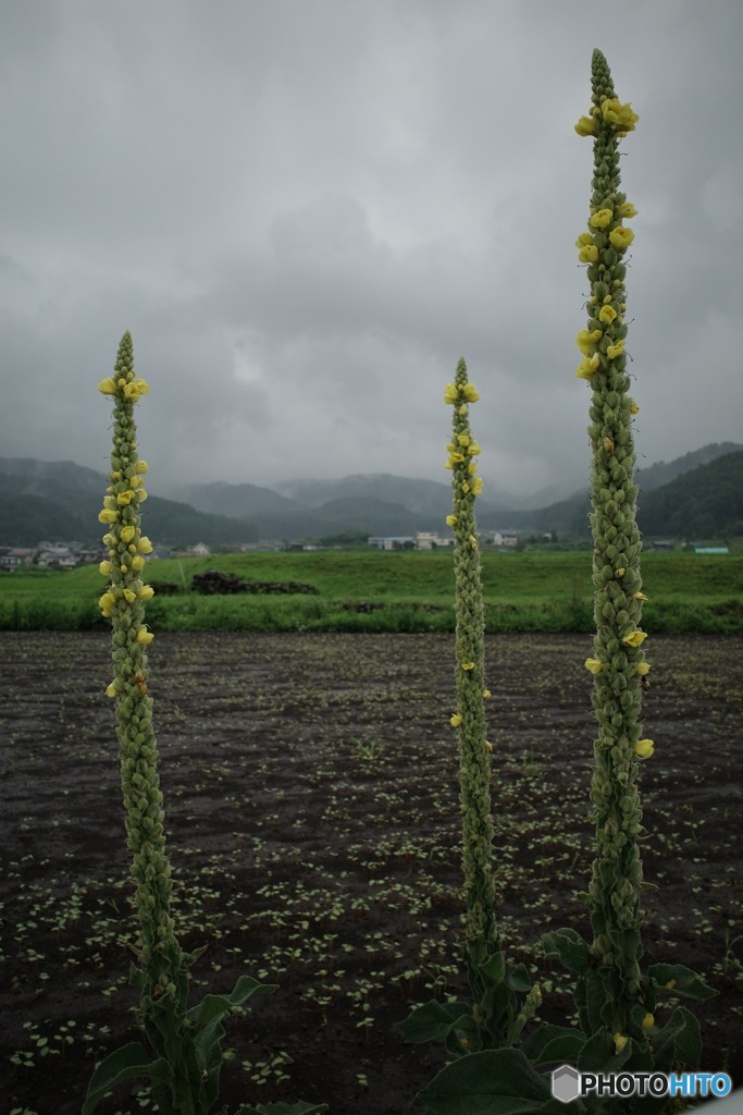 蕎麦畑脇に咲いてた花