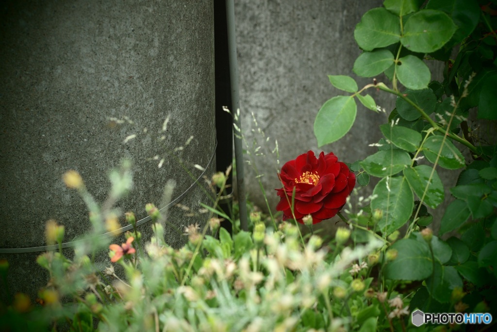 オールドデジカメ  薔薇一輪