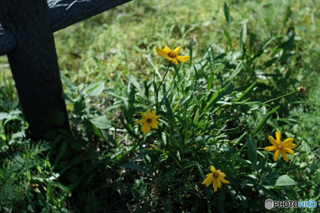 野の花