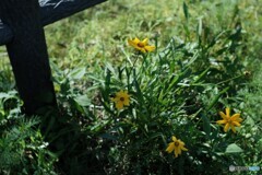 野の花