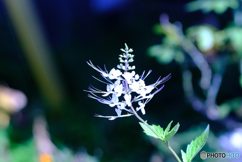 ネコノヒゲ　1　花
