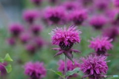アザミに似てる花