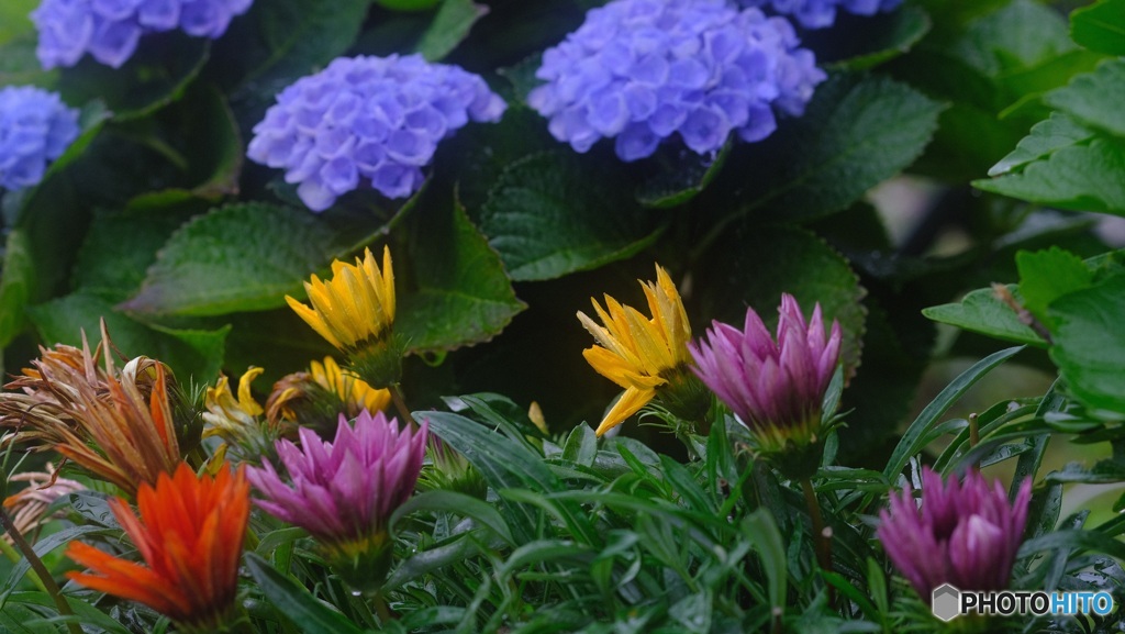 庭の花　2