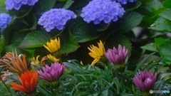 庭の花　2