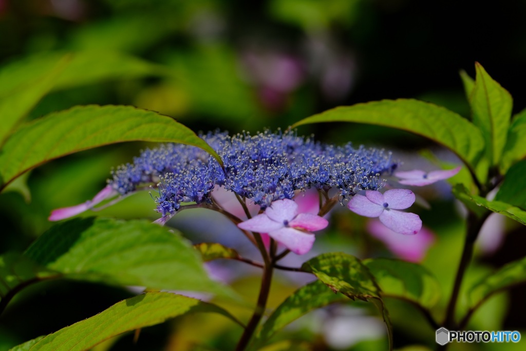 山紫陽花