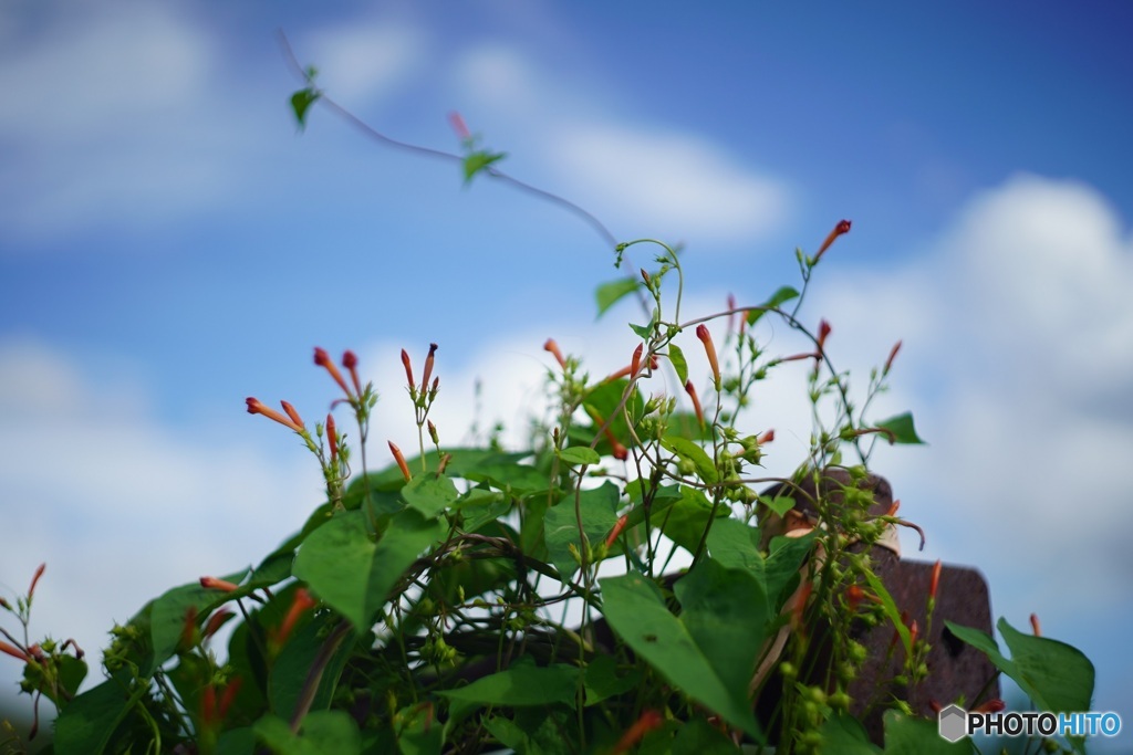 オールドレンズ［風に揺れる］　野の花