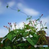 オールドレンズ［風に揺れる］　野の花
