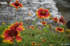 かわべの花