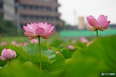蓮 ②