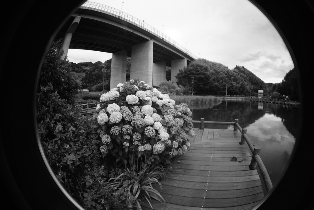 鯨ヶ池の紫陽花