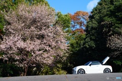 秋の花見　ヒマラヤ桜