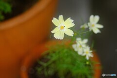 黄色のコスモス
