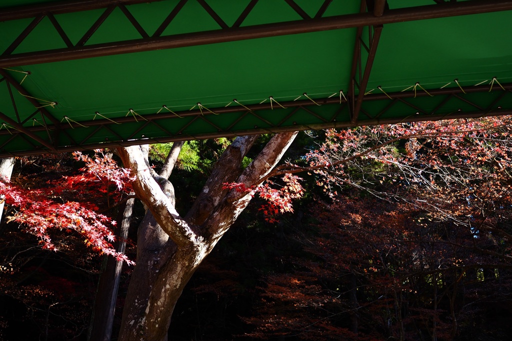 小国神社の紅葉 2