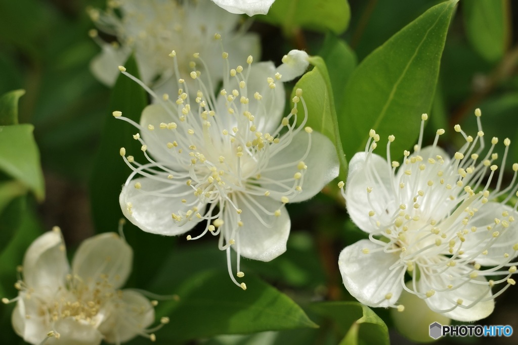山楂子の花（さんざしのはな）？　橘もどき(タチバナモドキ)？