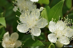 山楂子の花（さんざしのはな）？　橘もどき(タチバナモドキ)？