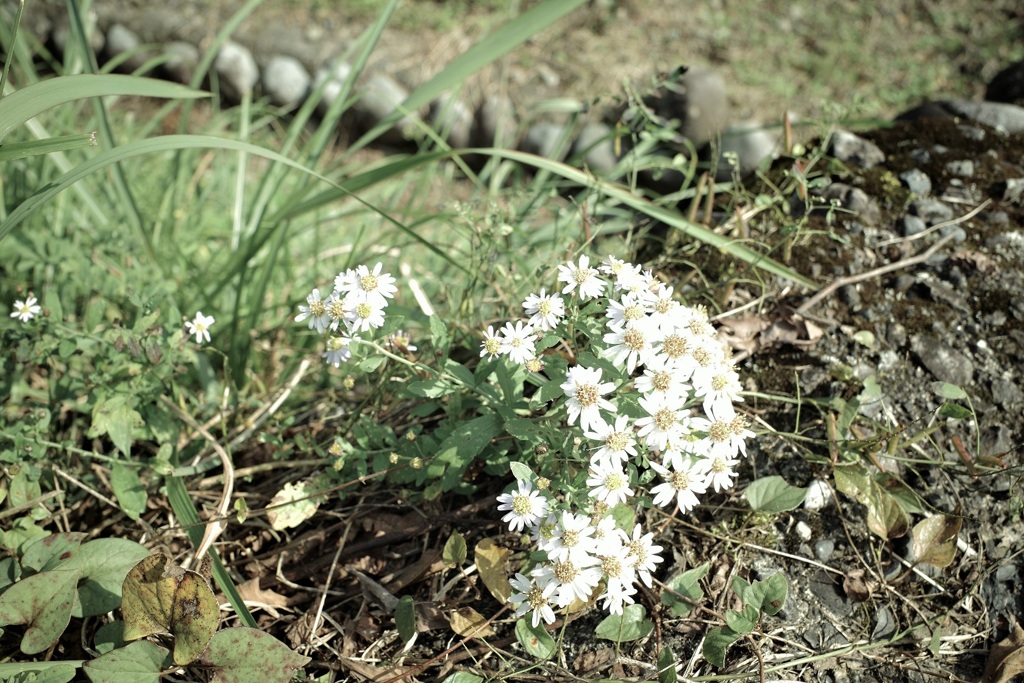 石垣の花　里屋敷前で