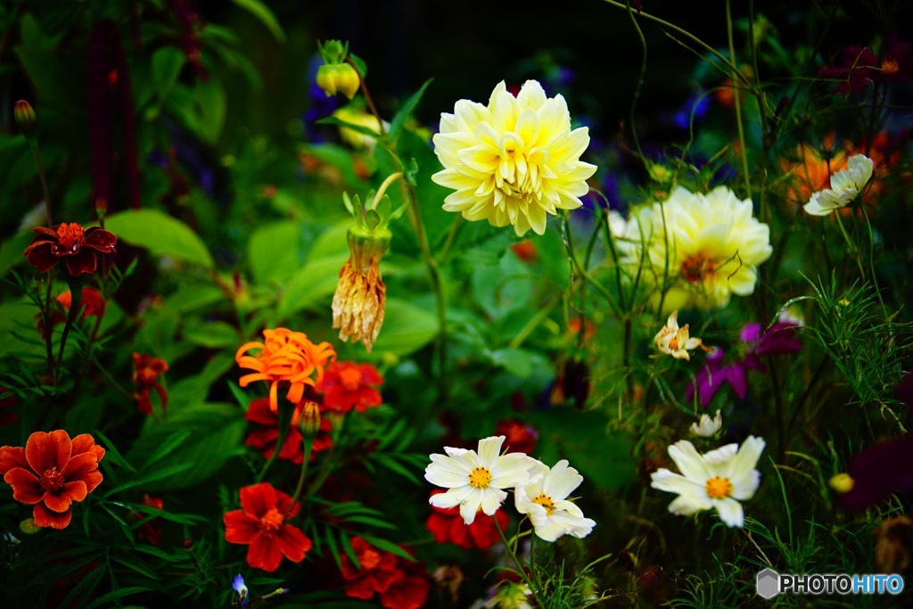 花 2　Lomography