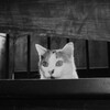 三毛猫・甘夏を2色で