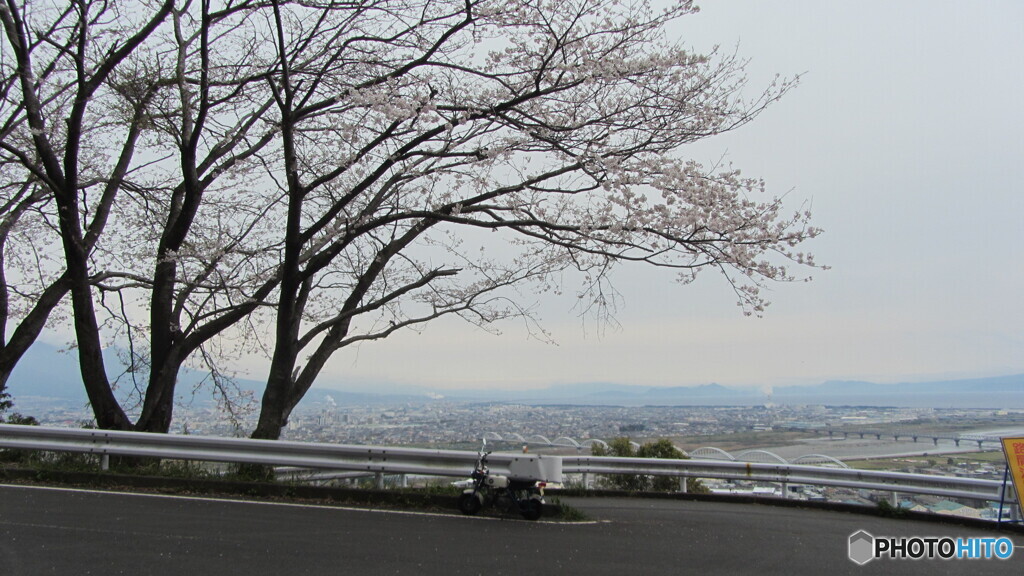 静かに花見