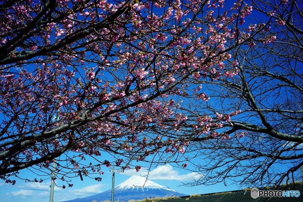 富士山　3　　早咲きの桜