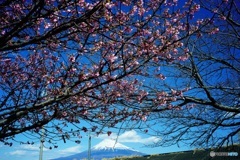 富士山　3　　早咲きの桜