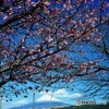 富士山　3　　早咲きの桜