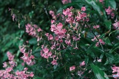 雨の里山散歩で見た花