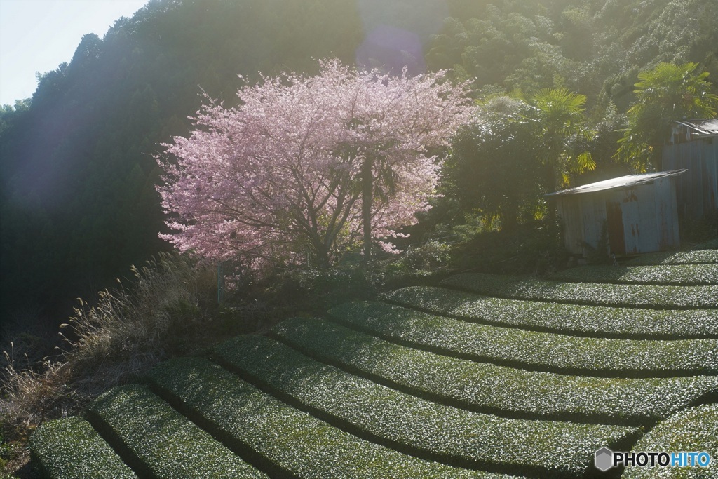 オールドレンズで　岡部の桜