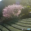 オールドレンズで　岡部の桜