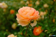 薄いオレンジの薔薇