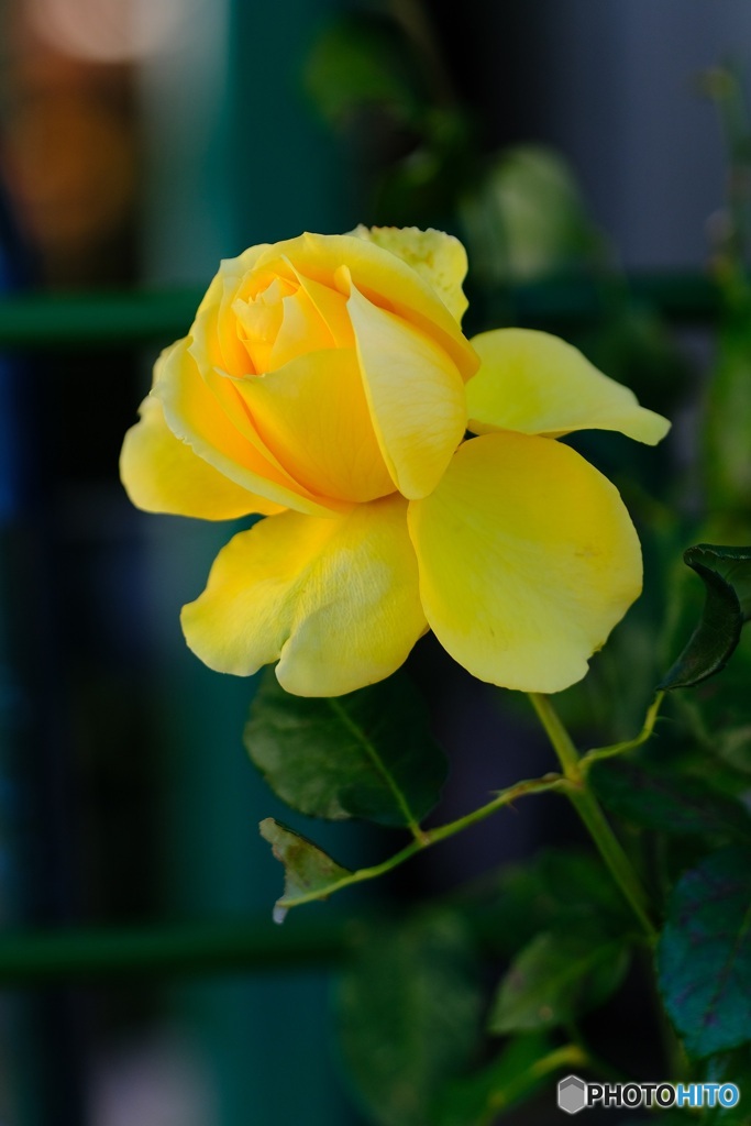 薔薇が咲いた