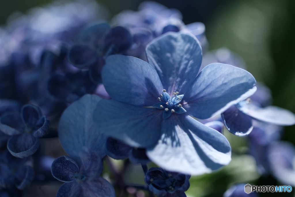 紫陽花もそろそろ終わりかな